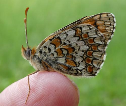Réf. 204 994 : Melitaea phoebe
